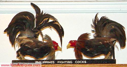 Feather FIghter Cocks